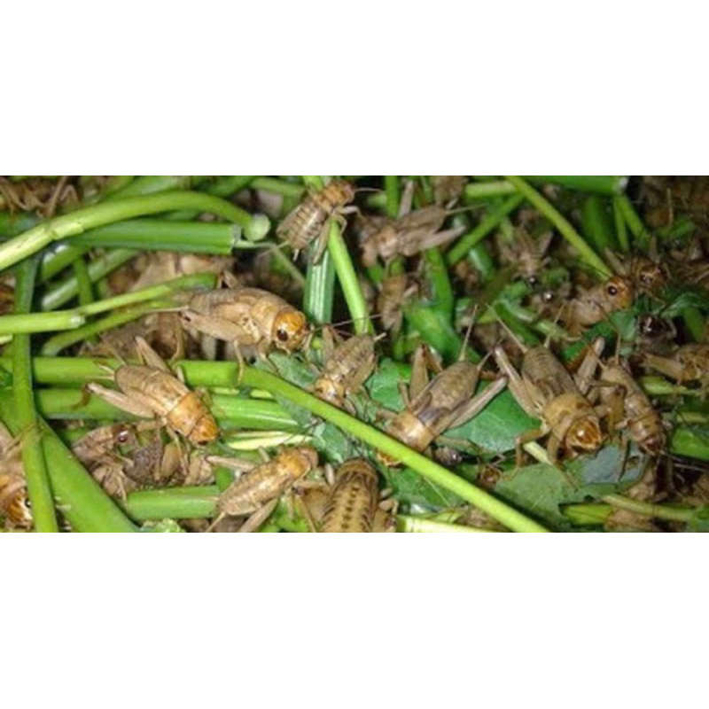 jangkrik hidup pakan hewan