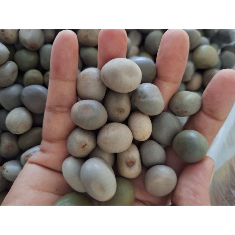 

BUAH KALALOYANG 1 butir/BIJI KALALOYANG/BUAH KALALOYANG