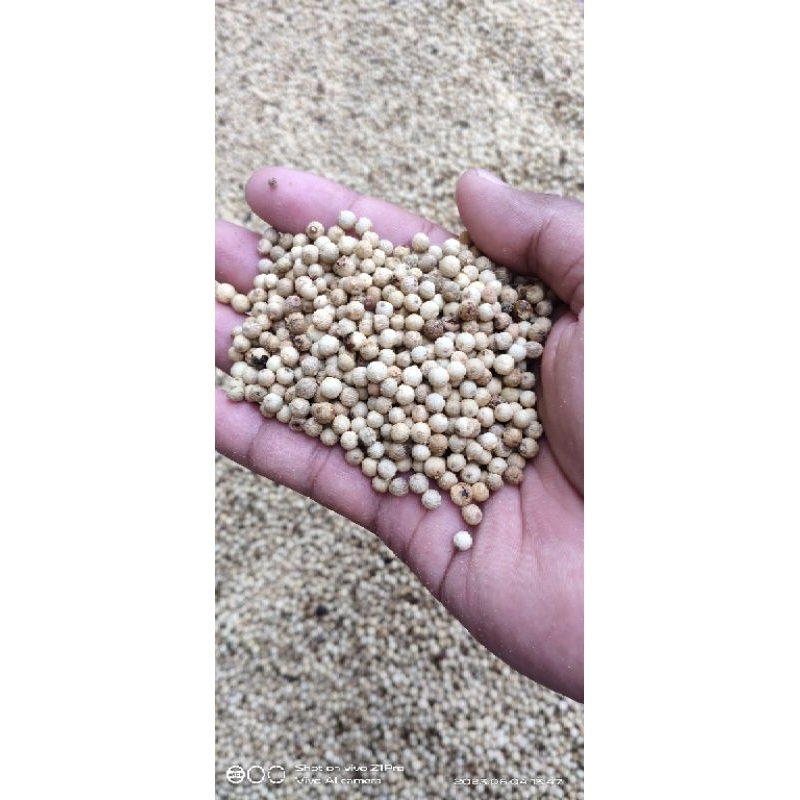 

[1KG] Lada sahang merica putih super