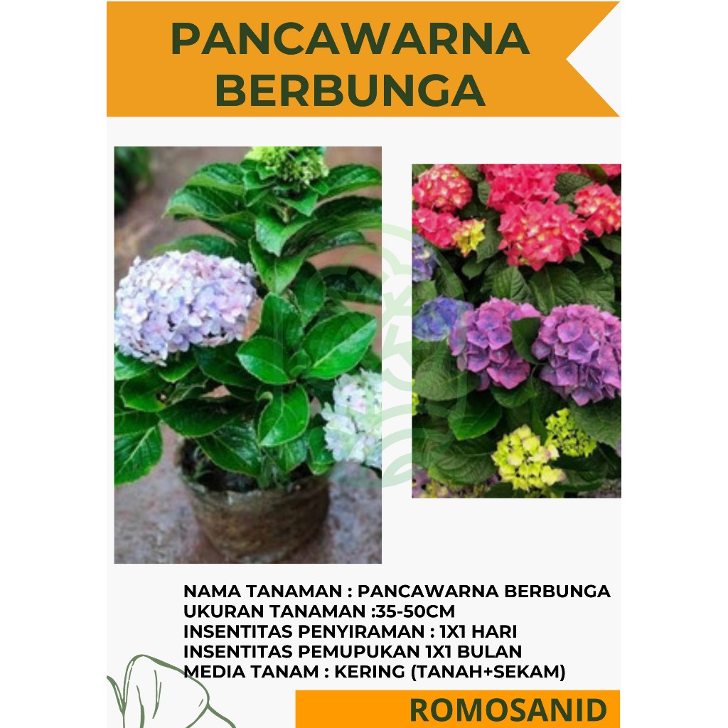 Tanaman Bunga Pancawarna Berbunga - Hortensia warna pohon hidup - ROMOSAN.ID