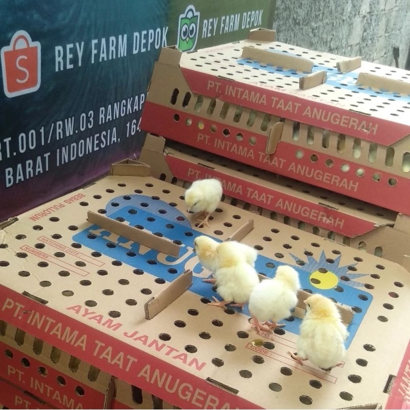 Doc Pejantan 1 Box isi 100 ekor / Bibit Ayam Negri Pejantan