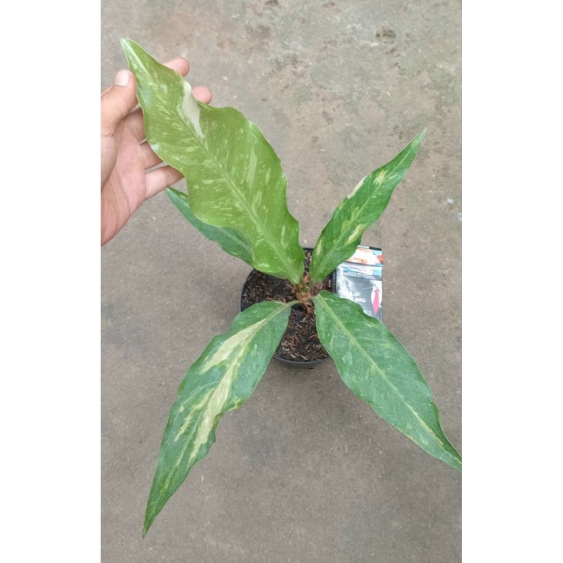 paket GC varigata + Super red varigata