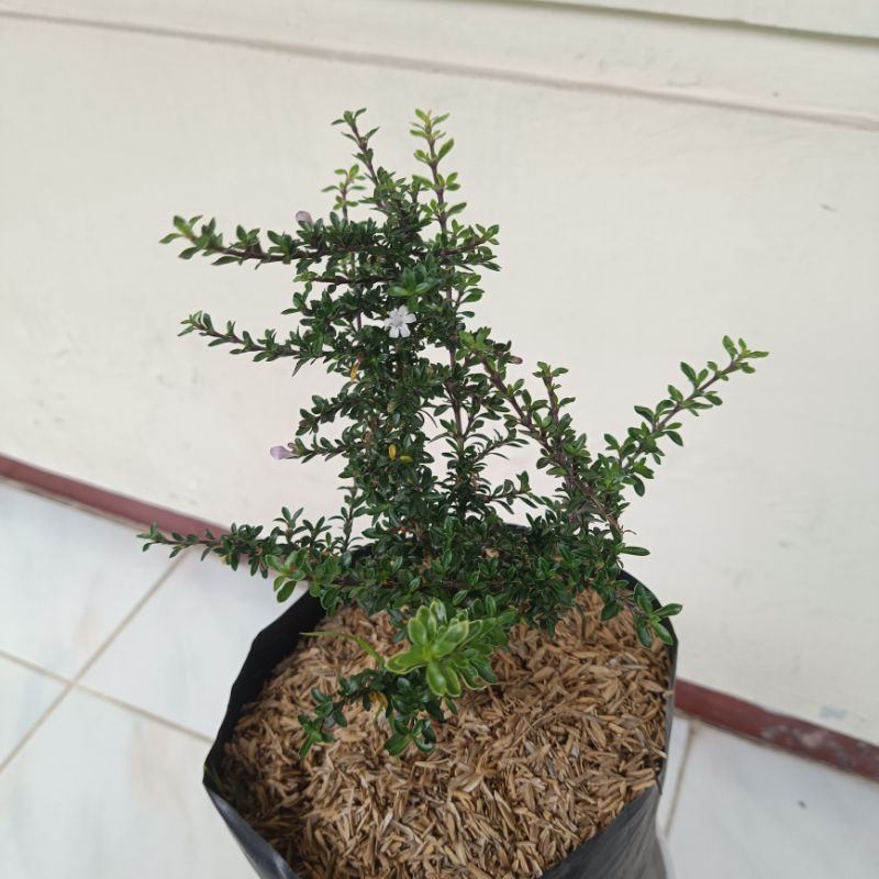 Tanaman Hias seribu Bintang - Bahan bonsai seribu Bintang - Bonsai Serbin
