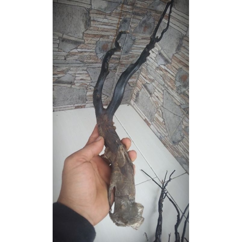 AKAR BAHAR HITAM BABON