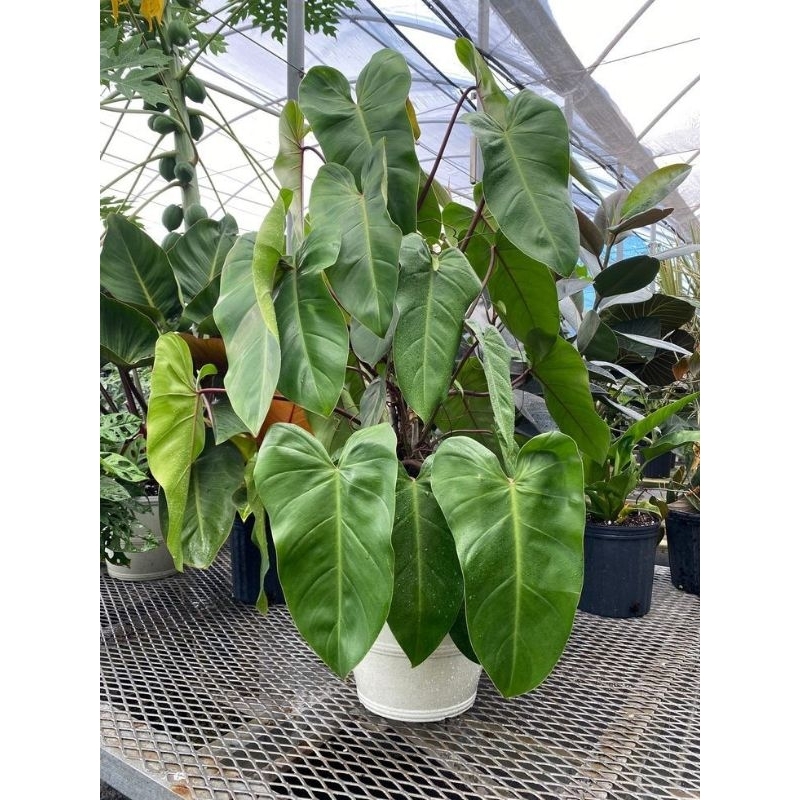 philo green emerald/domesticum