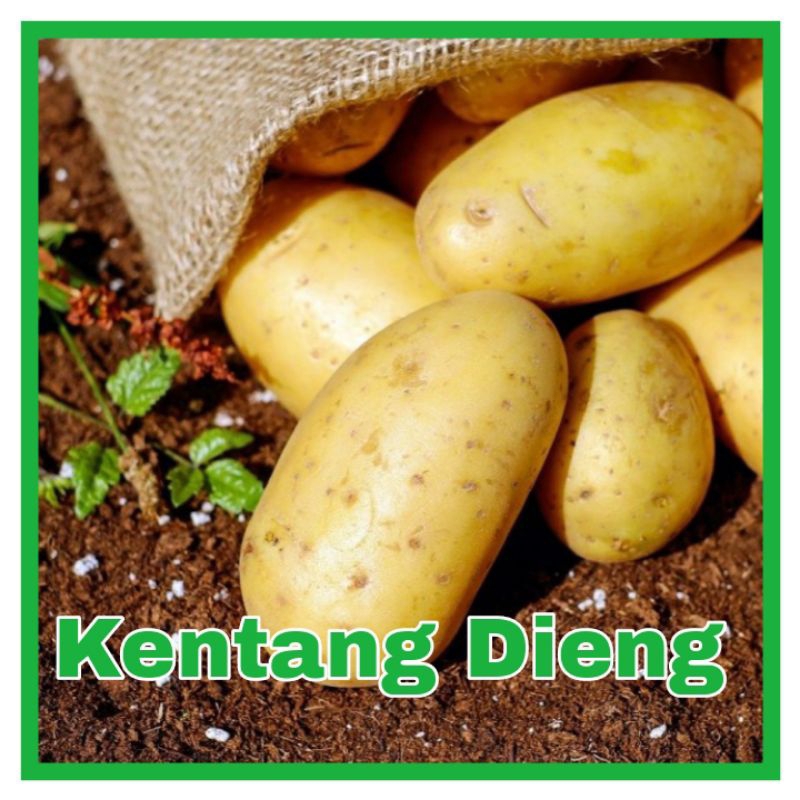 

KENTANG DIENG Segar Langsung Dari Petani / KENTANG / KENTANG SAYUR