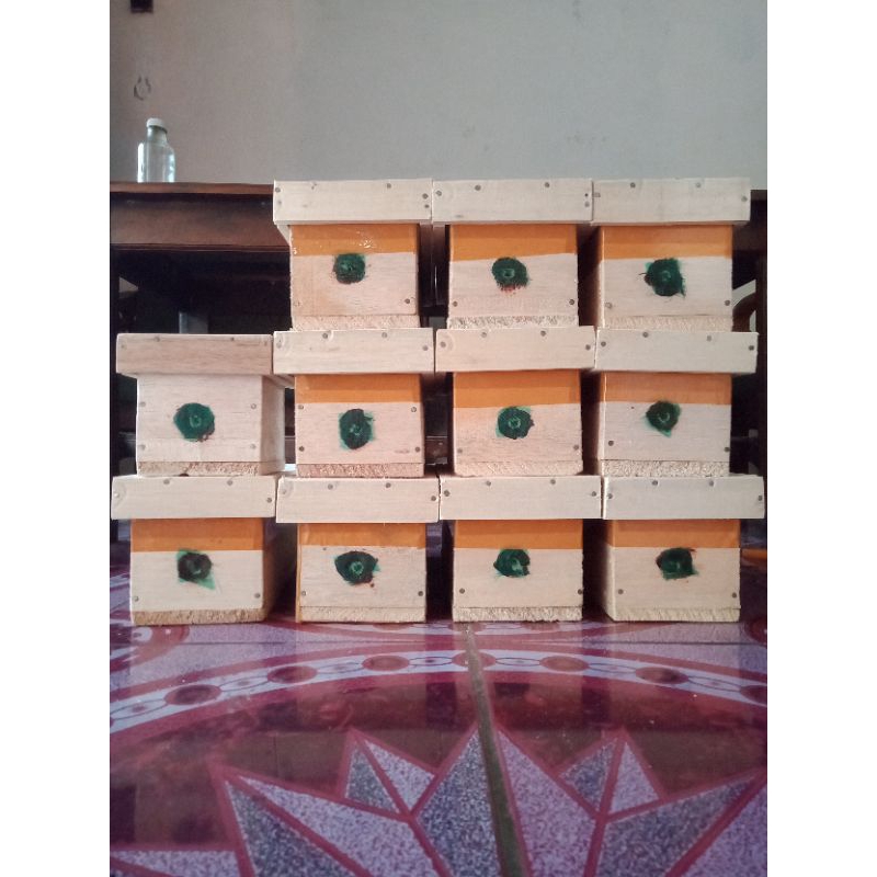 Koloni lebah madu klanceng/trigona (koloni super)