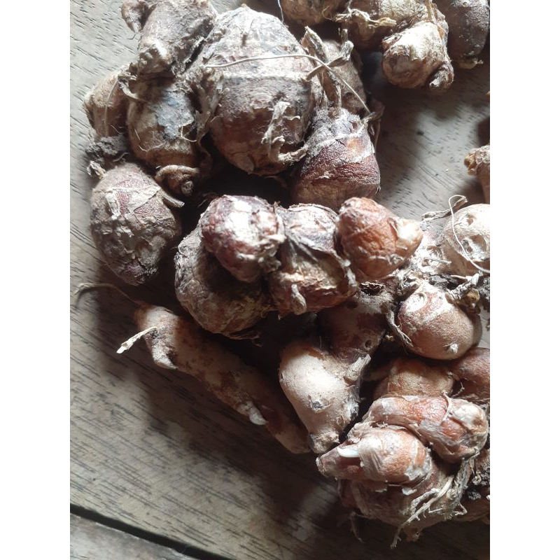 

Bumbu dapur kencur 100 gr