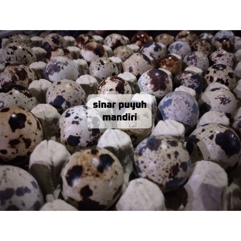 FERTIL PUYUH 25 ACS + 15 ALBINO