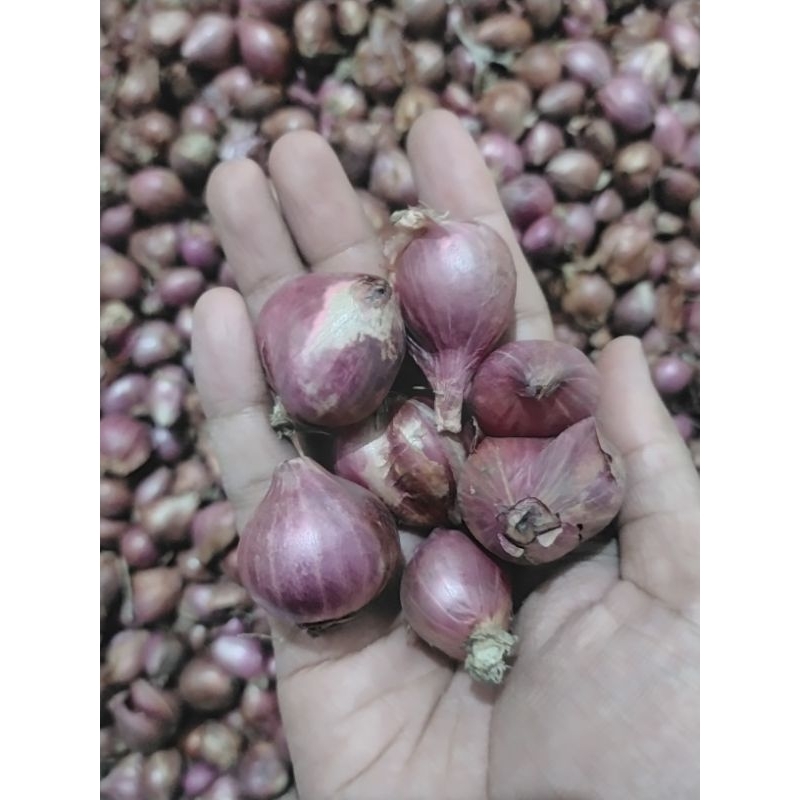 

Bawang merah