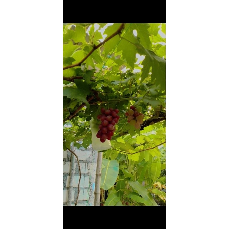 entres,anggur import