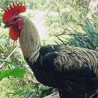 

Telur Ayam Pelung Bulu Jalak Wido Untuk Ditetaskan Fertil