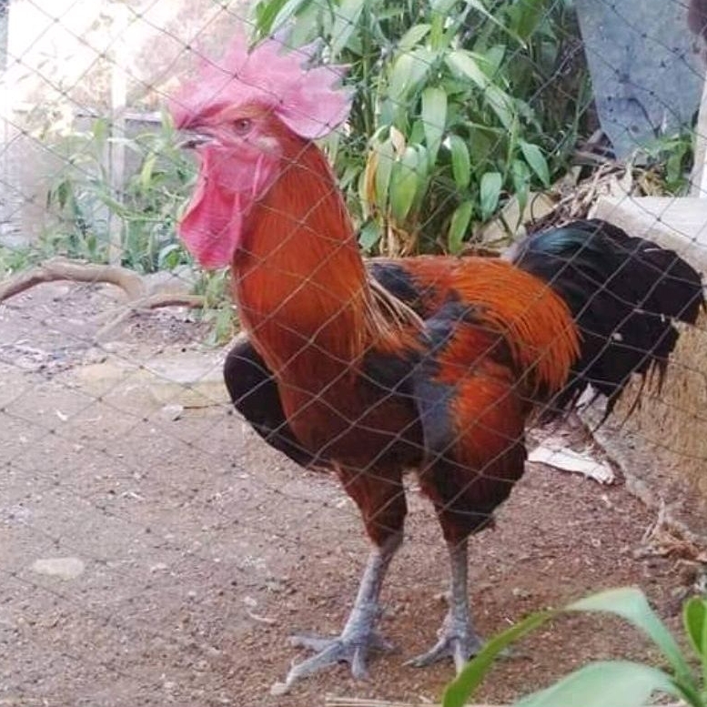 Telur Ayam Pelung Bulu Merah Untuk Ditetaskan Fertil