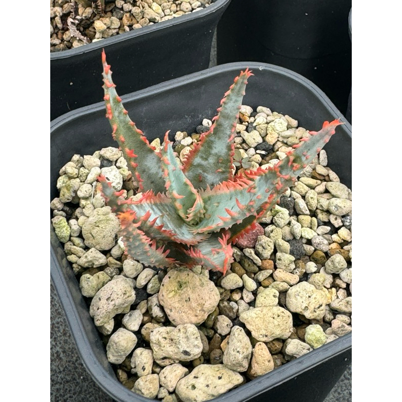 Aloe hybrid Tct blue angel / tanaman langka Thailand