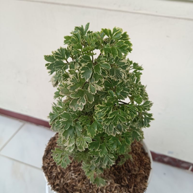 Tanaman Hias Dondong varigata - Tanaman Kedondong laut varigata - Dondong Laut Varigata