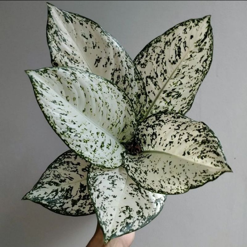 Aglaonema Big leaf anakan daun 1/2