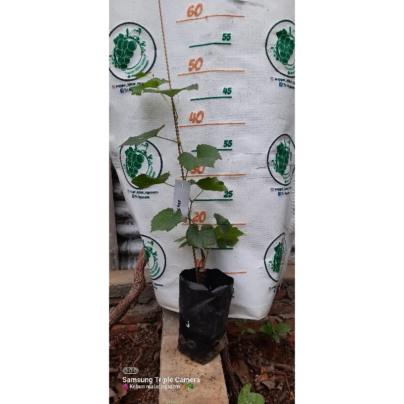 bibit anggur jupiter USA rs import