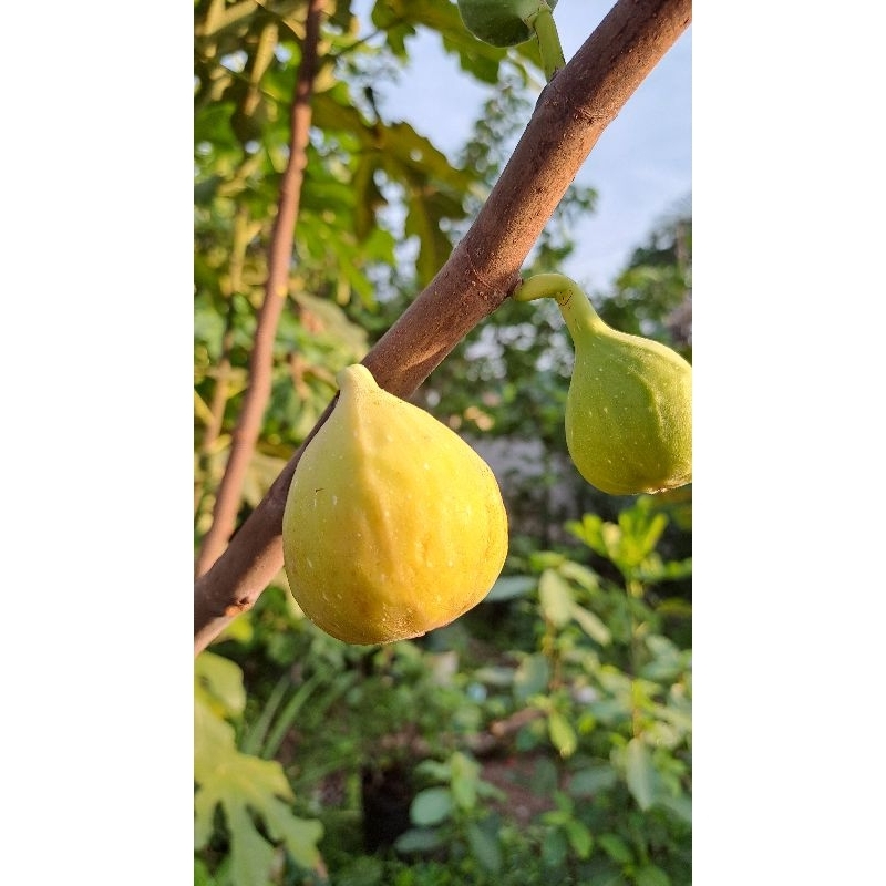 bibit tin batang stek cutting jenis LDA