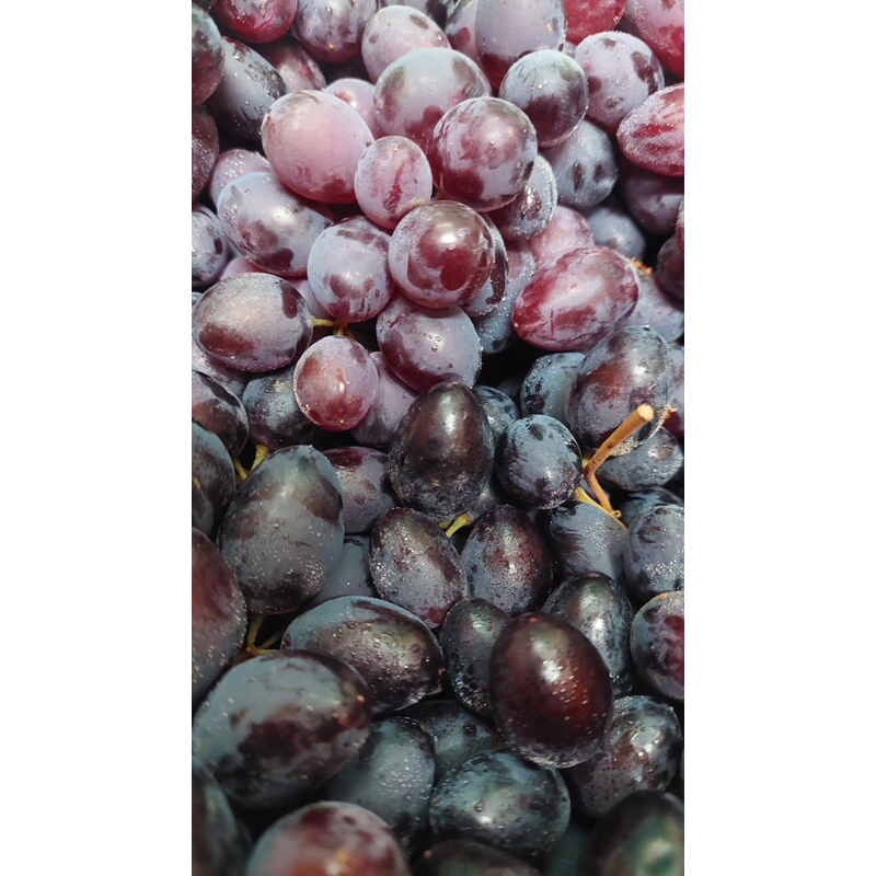 

Anggur Black Autumn Fresh 1 Kg