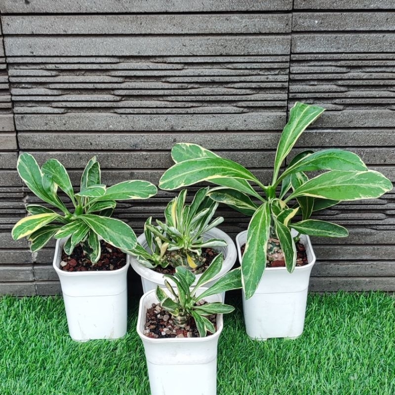 Tanaman Hias Kaktus/Sukulen Euphorbia Neriifolia Cristata Variegata