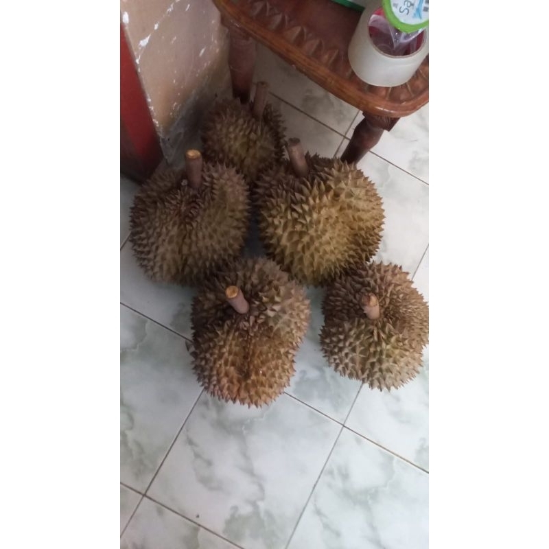 

durian montong