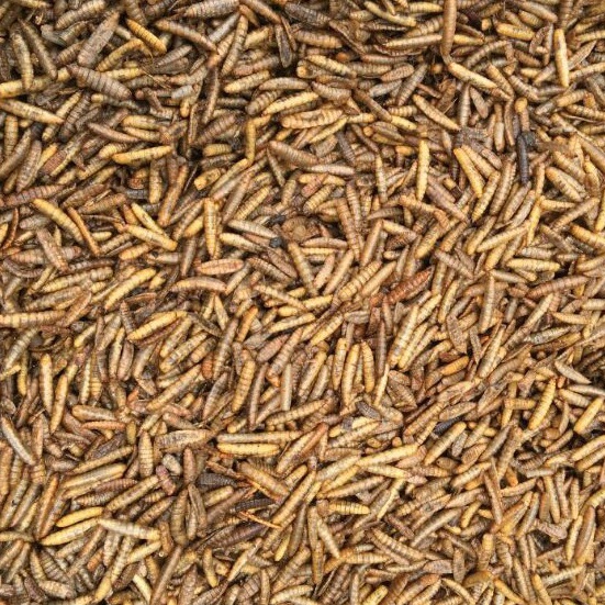 ✨Mall✨ Maggot Kering BSF Kering/Dry Maggot 1 kg - Pakan Ikan Koi, Chana, Louhan, Arwana, Oscar Premi