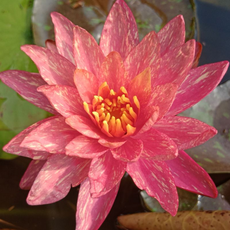 BIBIT TERATAI IMPORT WANVISA