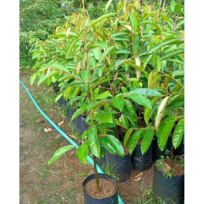 bibit durian super tembaga jaminan asli