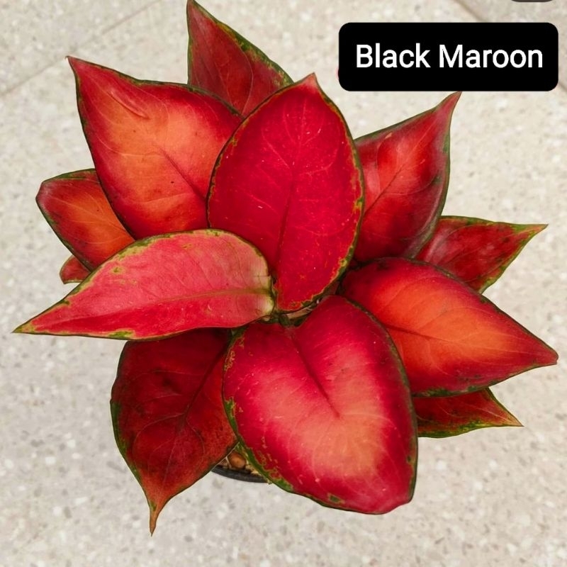 Aglonema Black Maroon Hitam Pekat Super Roset/ Aglaonema Black Maroon Roset Tanaman Hias Bunga Aglaonema Murah Merah BUKAN bonggol bibit - tanaman hias hidup - bunga hidup - bunga aglonema - aglaonema merah - aglonema merah - aglonema murah