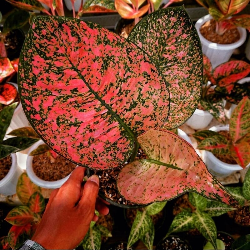 Aglonema Ruby Kura Super Dark/ Aglaonema Ruby Kura Tanaman Hias Bunga Aglaonema Murah Merah BUKAN bo