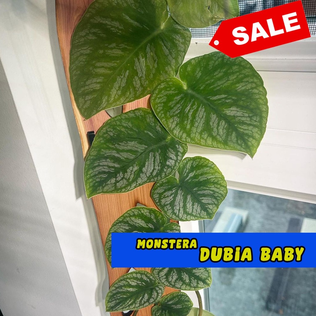 Monstera Dubia - Monstera Dubia (Baby)