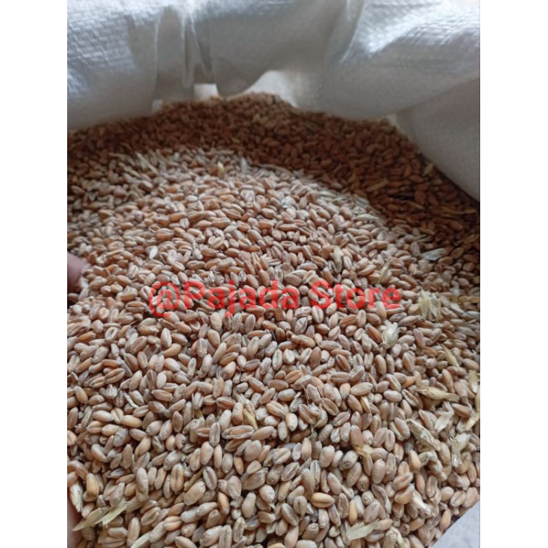 Biji Gandum utuh /Benih Gandum kemasan 1kg