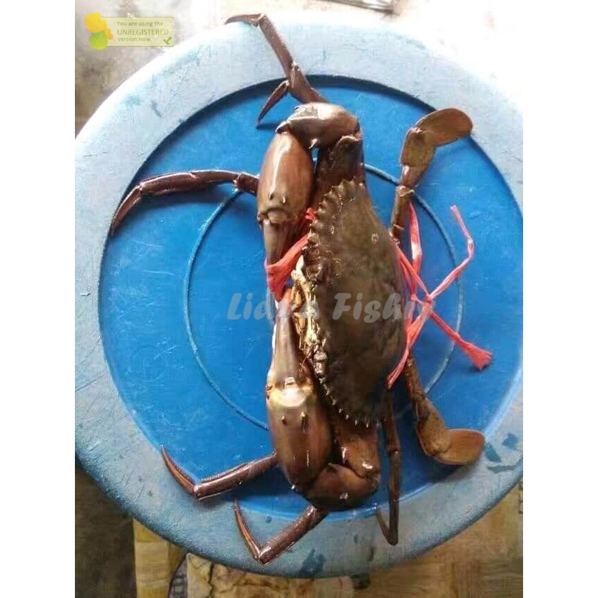 

Kepiting Hidup Kepiting Segar Kepiting Bakau Jantan Betina 1Kg