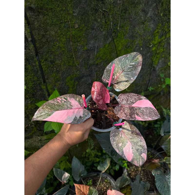 TANAMAN HIAS TERMURAH BUNGA PHILODENDRON PINK PRINCESS GALAXY