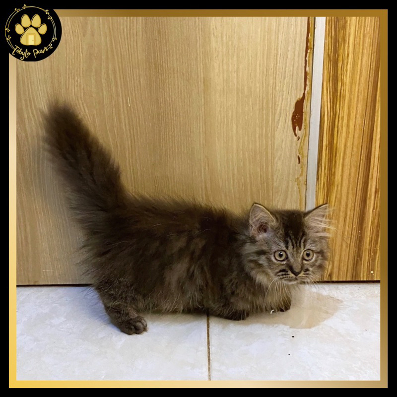 Munchkin Minuet / Cebol Longhair (WHOOPIE)