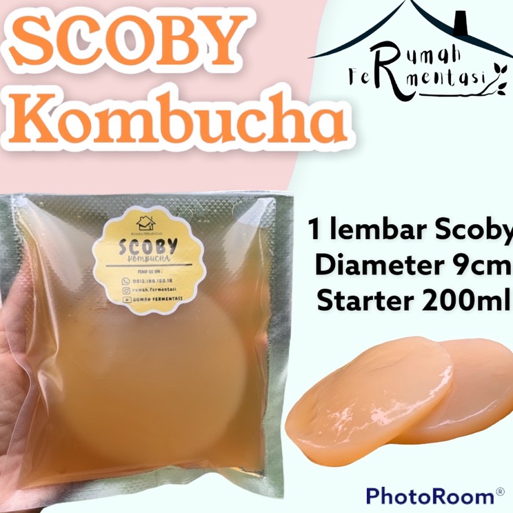 

Kirim Langsung SCOBY KOMBUCHA / BIBIT KOMBUCHA (KUALITAS PREMIUM) P62 ☋