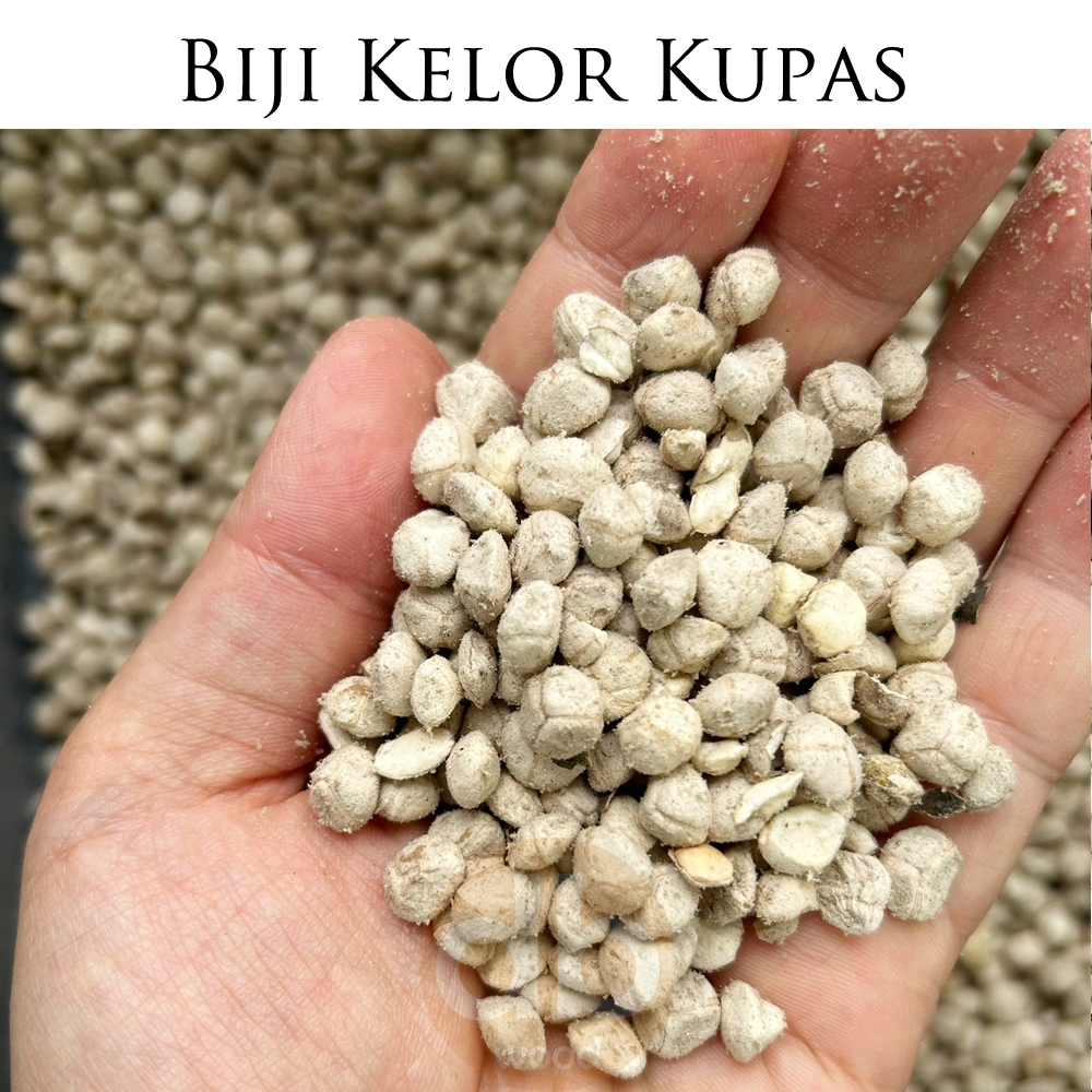 

Biji Kelor Kupas