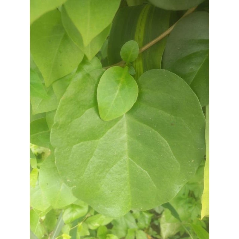 

Daun Binahong/anredera cordifolia (per 60 lembar)