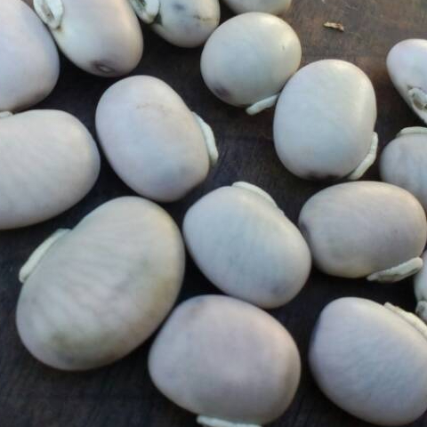 MURAH KACANG KORO BINONG MENTAH ORIGINAL 500 GRAM
