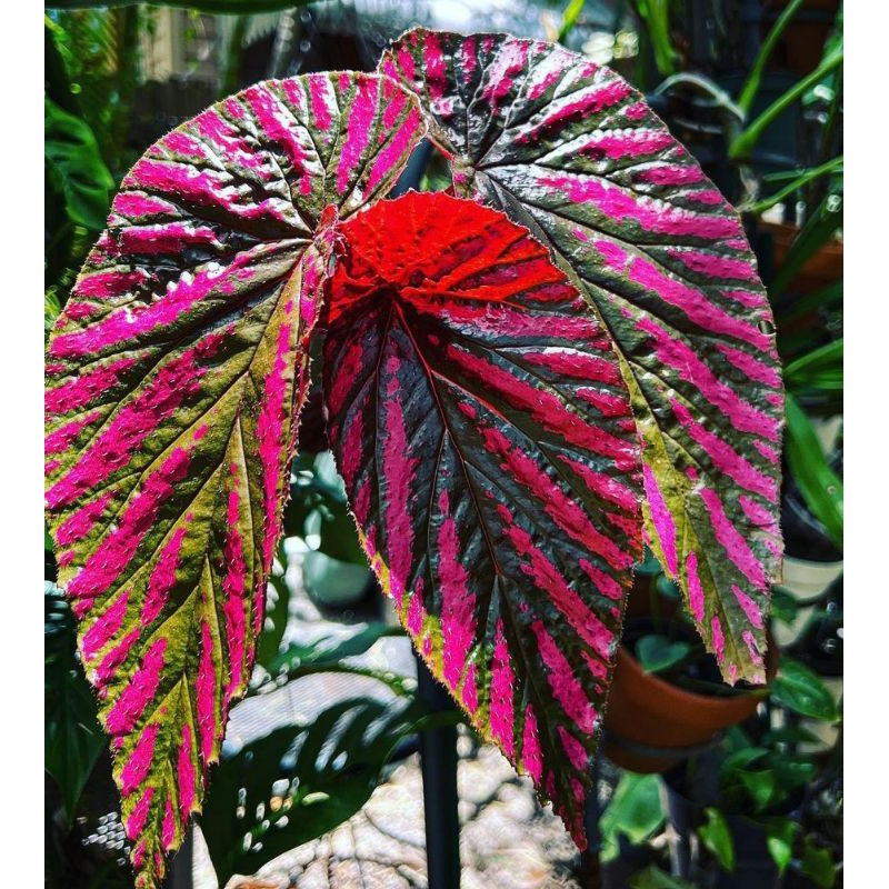 Begonia rex walet / begonia merah