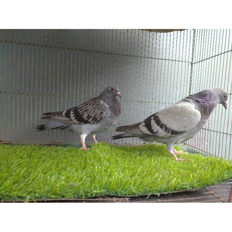 Merpati Pos Sepasang