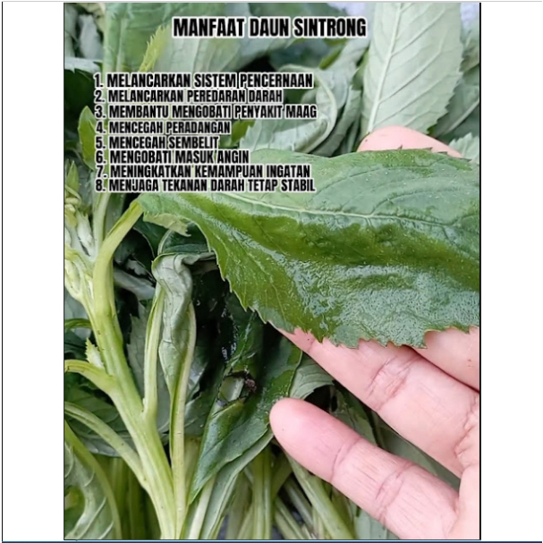 

Daun Sentul Segar/ Daun Sintrong tanpa akar