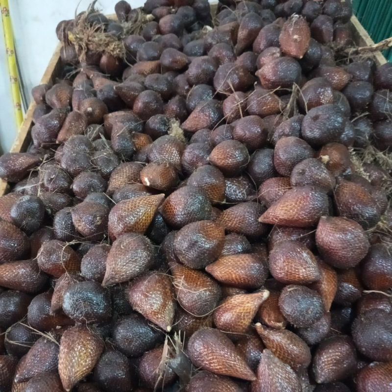 

Salak Pondo // Salak Sidempuan Size Jumbo Fresh , Manis & Garing 1KG