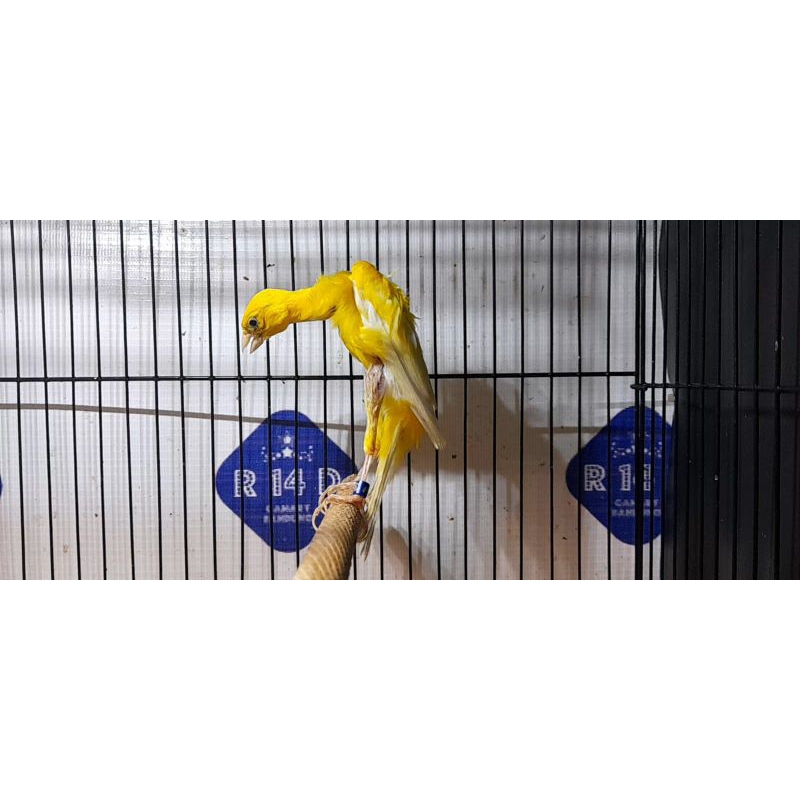 KENARI GIBOSSO JANTAN 01