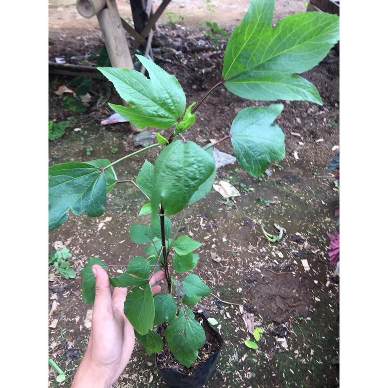 bibit rosella | rosella bunga merah