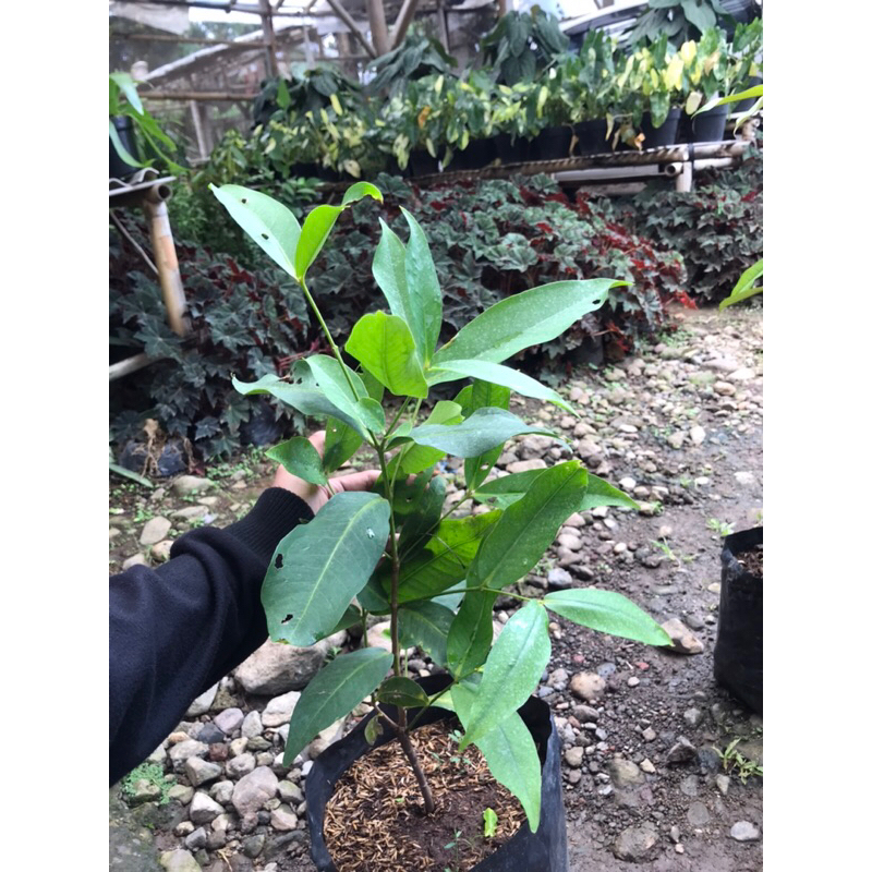 bibit jambu madu deli hijau | madu deli hijau