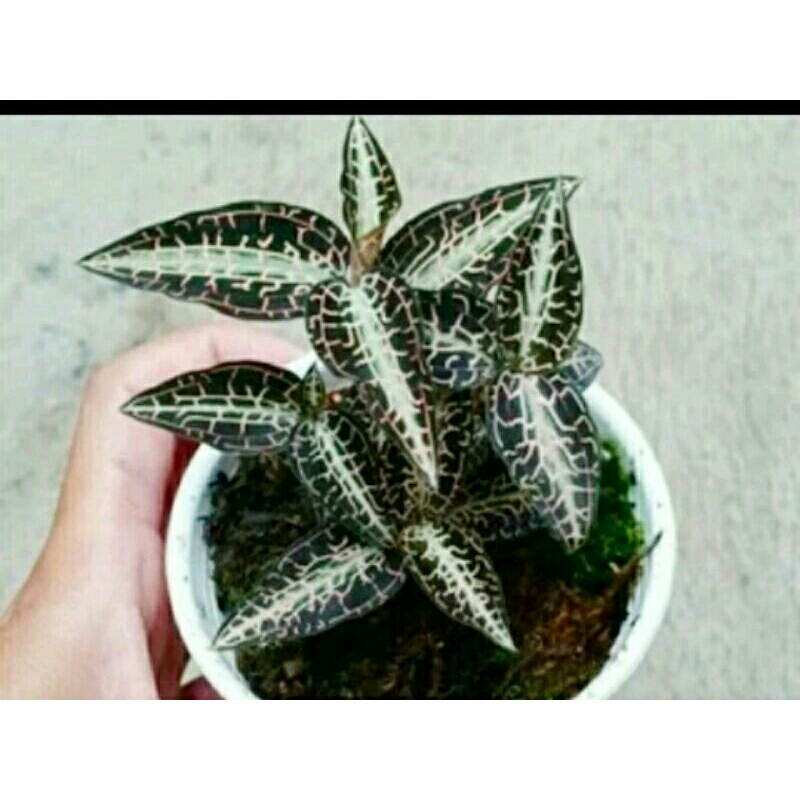 paket 10 Jewel Orchid goodyera  Jewel unik