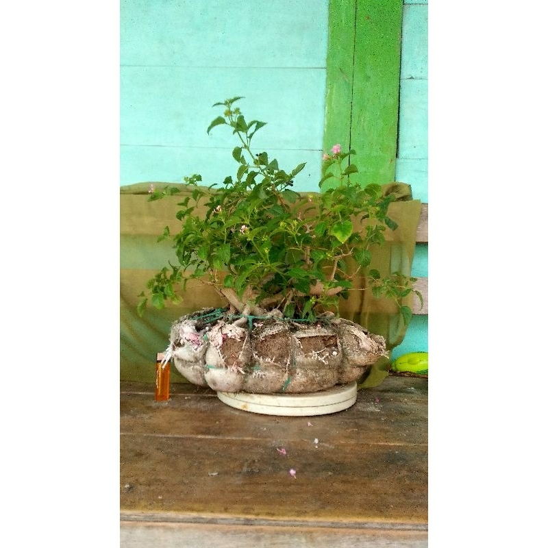 BONSAI LANTANA
