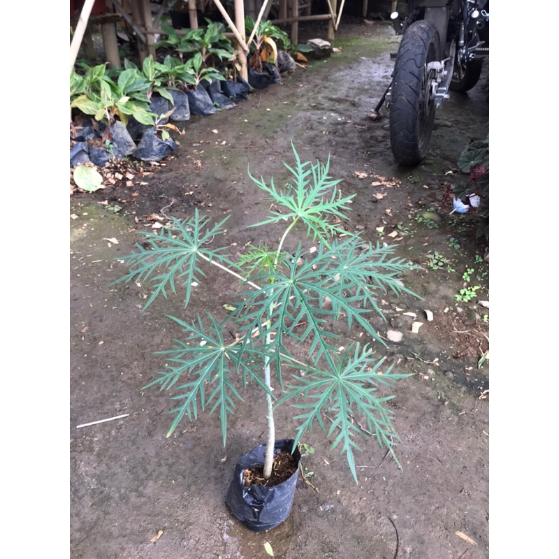 bibit tanaman yodium | betadine | yodium