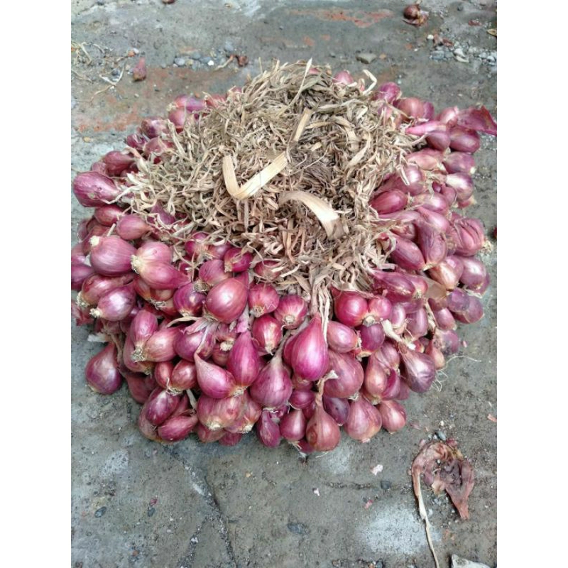 

Bawang Merah Brebes